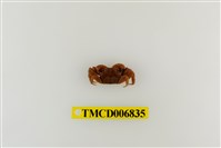 藏品(斑點擬相手蟹)的圖片